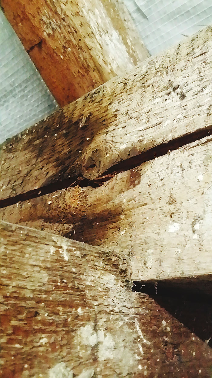 close-up-tree-stump